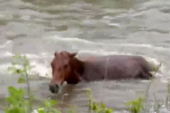 نجات اسب از رودخانه
