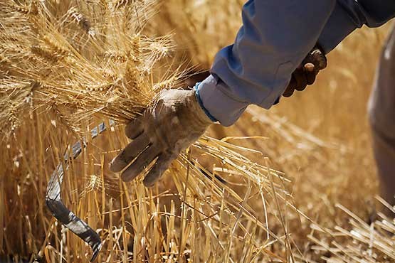 کشاورز کرمانشاهی رکورد تولید گندم آبی را شکست