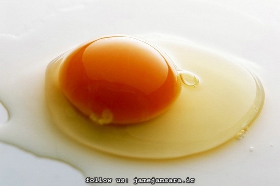 مراقب تخم مرغ های زرده طلایی باشید