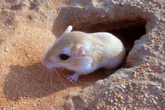 سونامی موش های صحرایی در خراسان شمالی