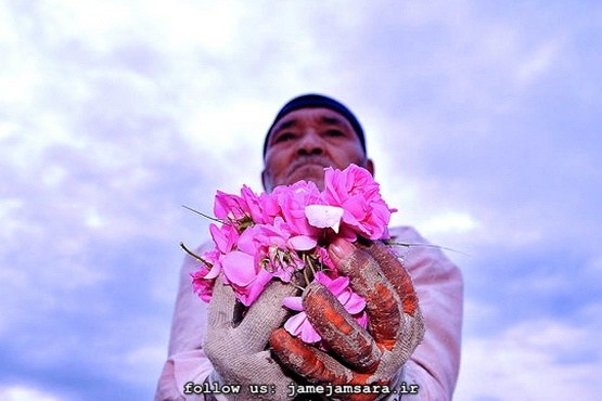 بوی گل و عطر گلاب در شهر گل‌وگلاب |مجموعه عکس|