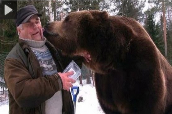 دوستی مرد 73ساله با 20 خرس قوی هیکل