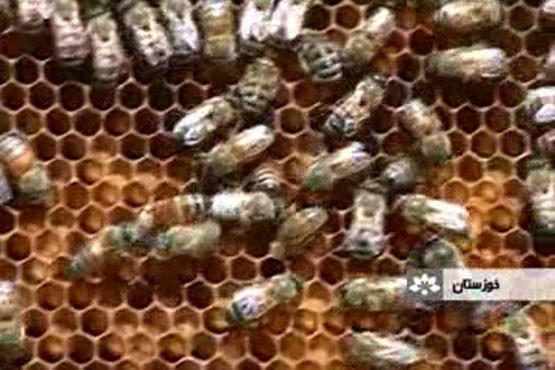 ایران جزو ده کشور تولید کننده عسل