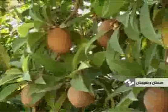 چیکو جدیدترین میوه ایرانی