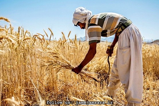 افزایش 10 درصدی تولید گندم در کشور