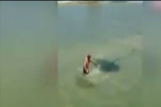 حمله ماهی برقی به شناگر