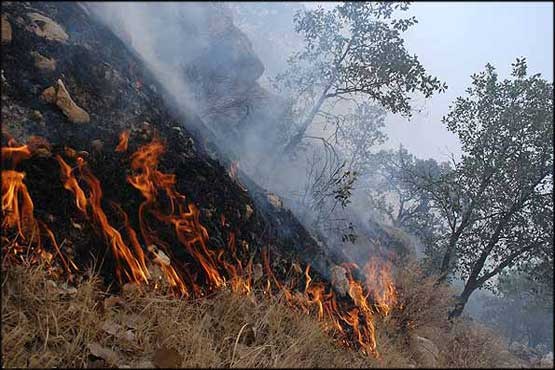 برای سرقت کابل برق جنگل را آتش زد