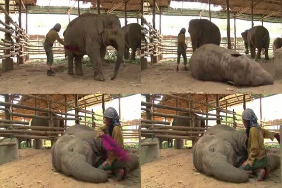 لالایی برای فیل ها