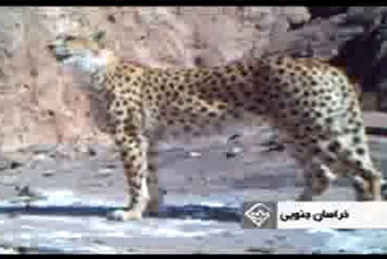 یوزپلنگ ایرانی ، باشکوه مانند یک سلطان