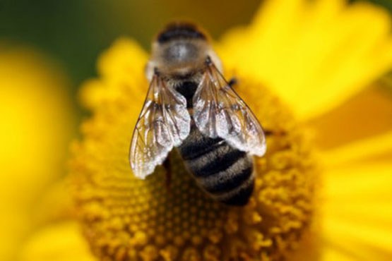 امریکا برای نجات زنبورها گروه ضربت تشکیل داد