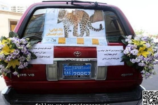تزئین ماشین عروس با یوزپلنگ و عقد در دامن طبیعت+عکس