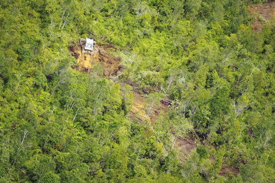 اعلام نظر کارشناسان فائو درباره وضع جنگل‌های کشور