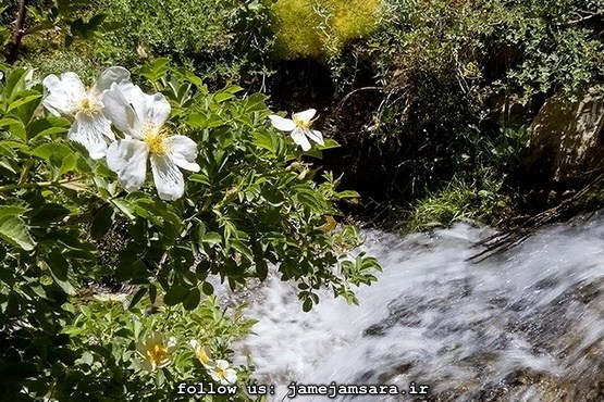 همنشینی خاک و آب و گل در کوه‌گل |مجموعه عکس|