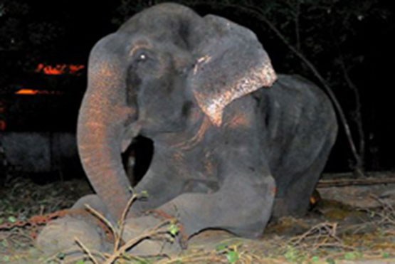 آزادی فیل بعد از 50 سال اسارت و شکنجه