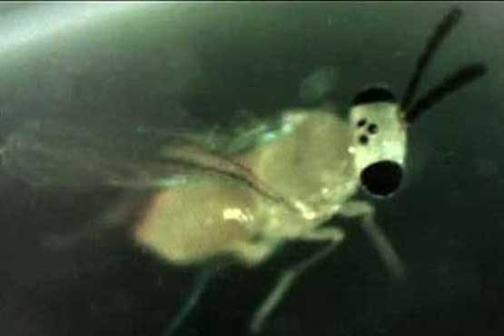 کوچکترین زنبور جهان کشف شد