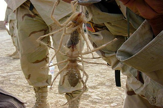 عنکبوت های سمی کابوس نظامیان خارجی در افغانستان