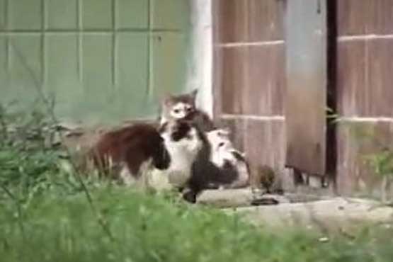 موش قلدر و باند گربه ها