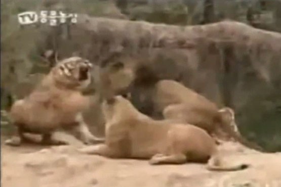 جنگ  شیرها و ببرها