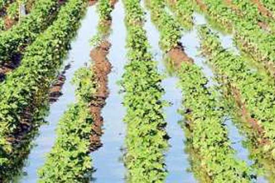 متوسط مصرف آب کشاورزی در ایران 92 درصد