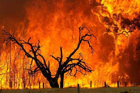 ۳۰ هکتار جنگل‌ در آتش سوخت