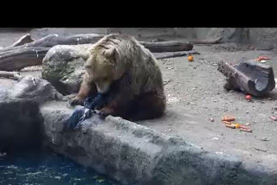 خرس مهربان و نجات جوجه کلاغ