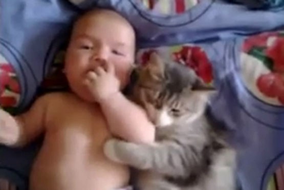 رفاقت گربه و نوزاد