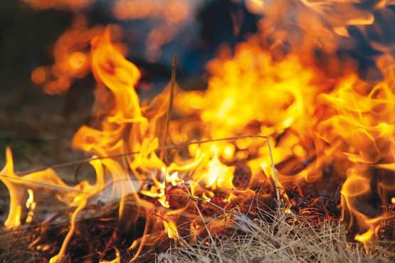 ادامه حیات با آتش‌سوزی‌های طبیعی