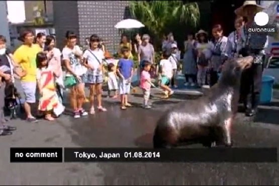 شیر های دریایی توکیو را خنک می کنند