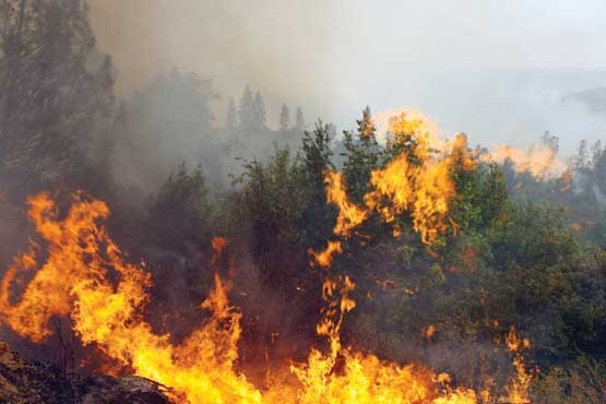 3500 درخت بلوط و بادام کوهی در گچساران سوخت