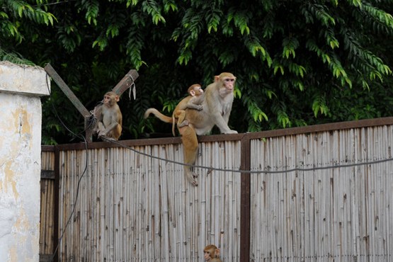شکارچیان میمون های دهلی نو + فیلم