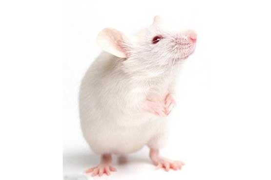 درمان آرتروز در موش​ها