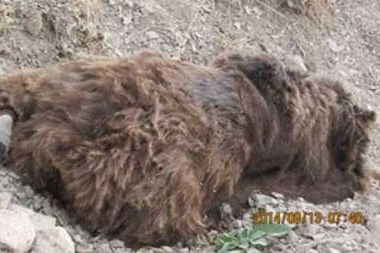 خرس قهوه​ای در زیستگاه​های استان تهران تلف شد