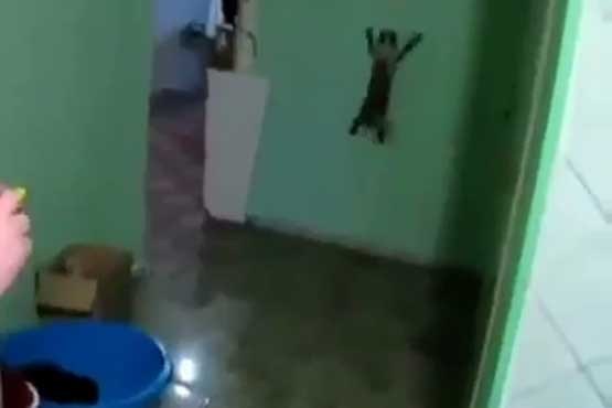 گربه از دیوار صاف بالا می رود