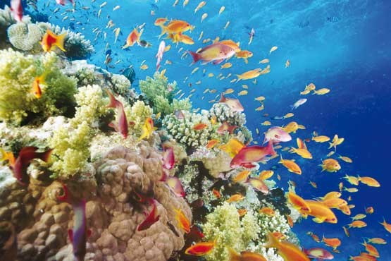 صخره‌های مرجانی جهان در خطر انقراض