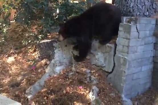 گردش خرس در حیاط خانه