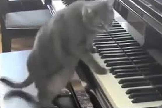 گربه ای که پیانو می نوازد