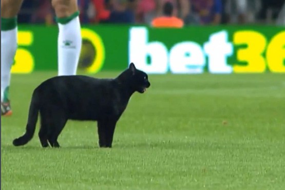 گربه سیاه برای بارسلونا بدیمن نبود