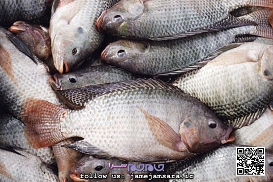 هشدار کارشناس حوزه آبزیان: ماهی تیلاپیا نخورید