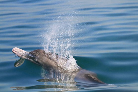 حفاظت از دلفین‌های خلیج​فارس زیر​ذره‌بین