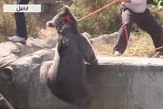 نجات خرس گرفتار در حوض آب + فیلم