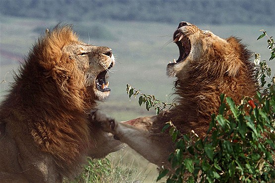 نبرد خونین دو شیر نر + عکس
