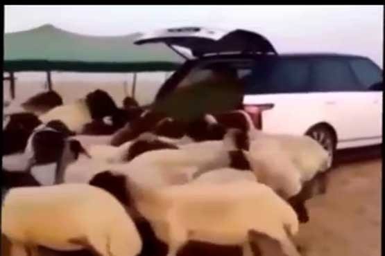 یک سعودی، رنجرور را آغل گوسفند کرد