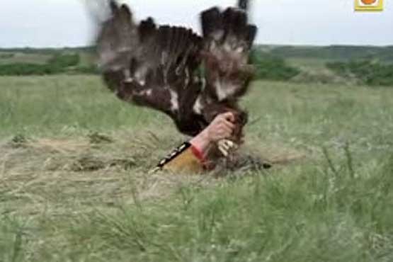 شکار عقاب طلایی با دست خالی