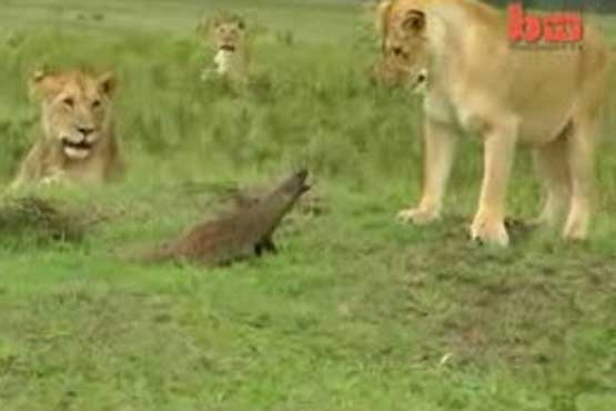 نبرد مانگوس با 4 شیر