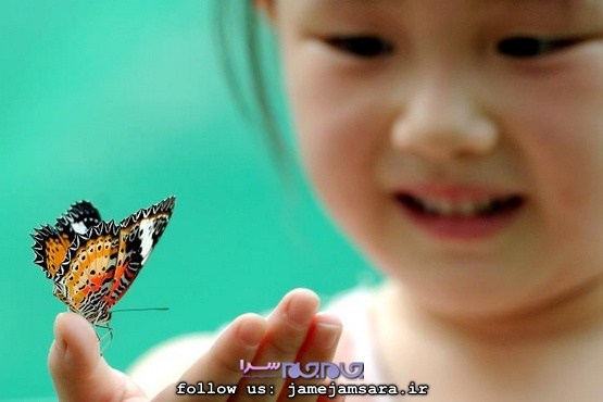 یک چشمه بال پروانه، هدیه به چشم‌هایتان! |مجموعه‌عکس|