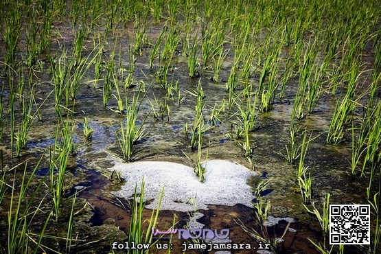 فروش برنج آلوده جنوب تهران به نام برنج شمال