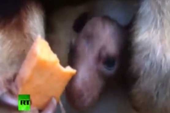 غذا خوردن کانگورو و بچه اش