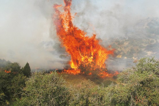 آتش​سوزی در نهالستان​ باغ کشاورزی خرم آباد