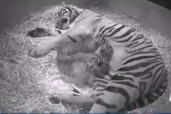 تولد 3 توله ببر در باغ وحش لندن