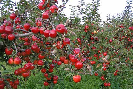 سیب‌های آذربایجان‌غربی آلوده نیست